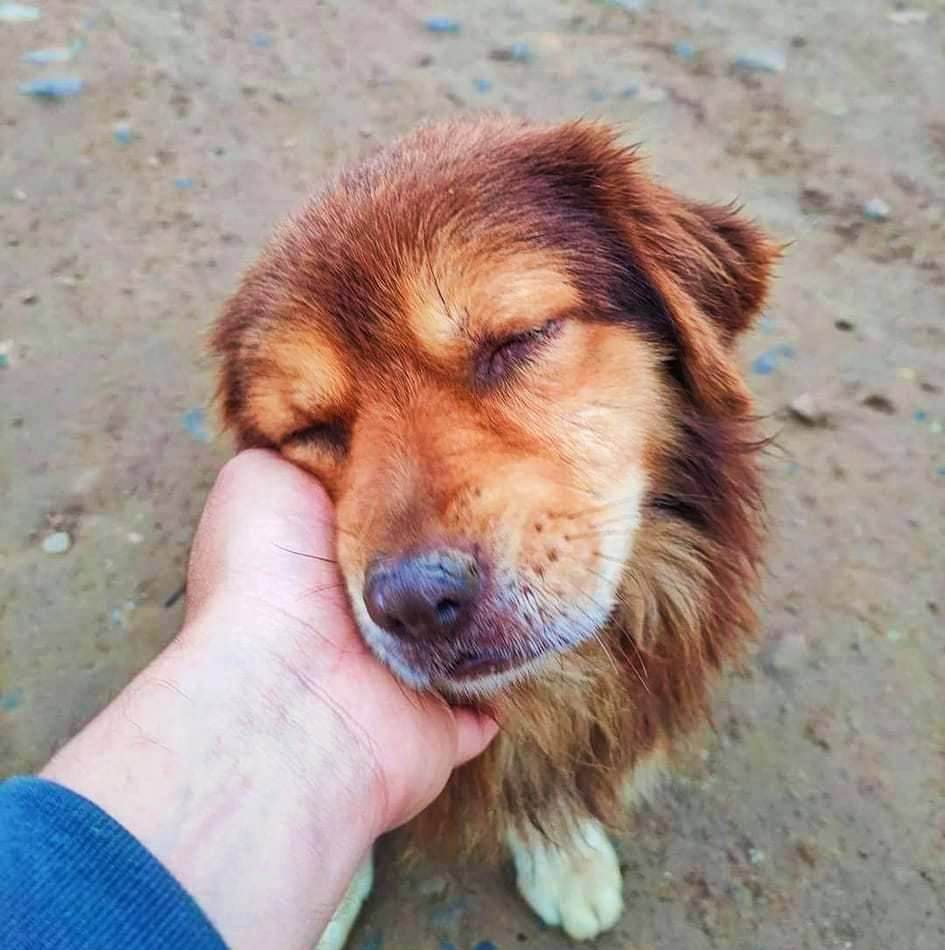 Ayudando a mascotas